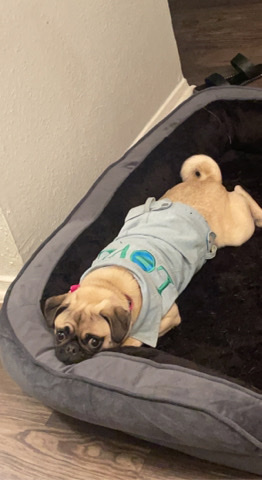 Pug – Pug