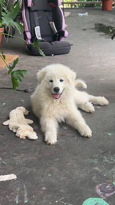 Great Pyrenees – Great White Pyrenees Puppy!