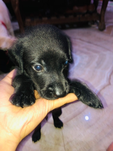 Max
