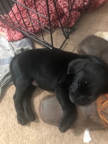 lab and red coonhound puppies