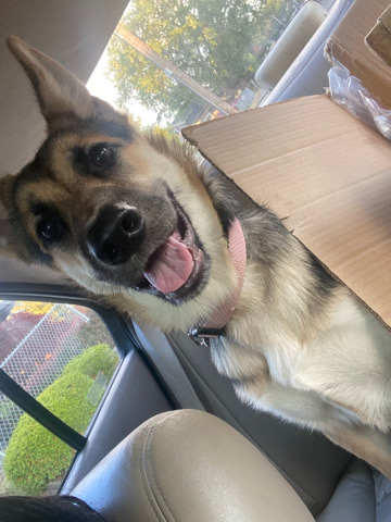 German Shepherd – German shepherd & Husky mix(9month old)