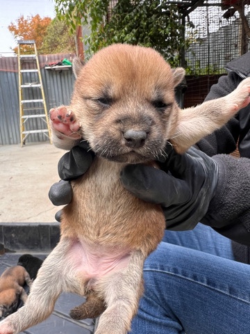 Shiba Inu – Shiba Inu puppies for sale