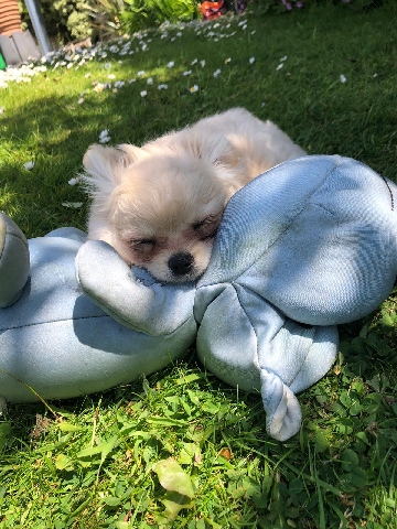 Chihuahua – extra tiny chiwawahuas