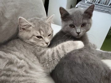 British Shorthair – 2 süße, weibliche,, reinrassige, britisch-kurzhaar Kätzchen abzugeben – Worms