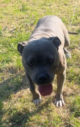 American Bulldog – xl billy abkc registered