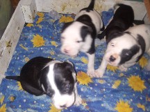 American Pit Bull Terrier – pit bull puppies – Byhalia