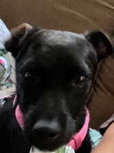 Patterdale Terrier – patterdale terrier