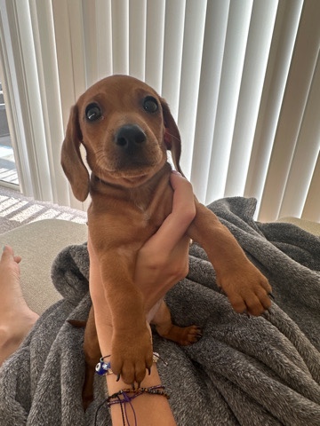 Dachshund – dachshund puppy 8 weeks