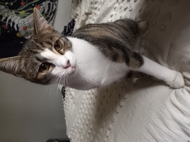 American Shorthair – kitten looking a new home