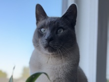 Siamese – siamese mix looking for new home – Portland