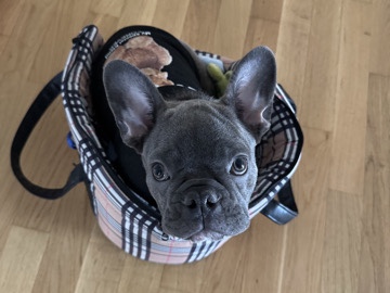 French Bulldog – Französische Bulldogge – Langenthal