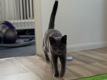 Russian Blue – PureBred Russian Blue Cat – Caboolture South