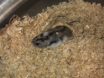  Campbell’s dwarf hamster 