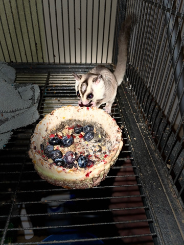 sugar glider for sell