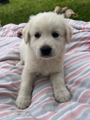 Great Pyrenees – 8 week old Great Pyrenees/German Shepherd Mix