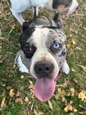 American Pit Bull Terrier – rehome the great kane