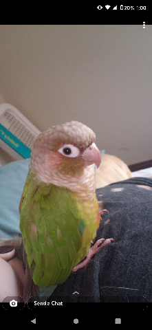 Green-Cheeked Conure – Pineapple Conure