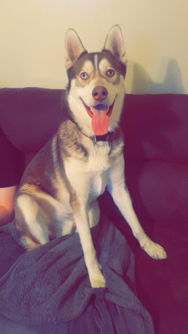 Siberian Husky – Siberian husky