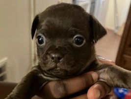pug/ full blood Chihuahua – Belton