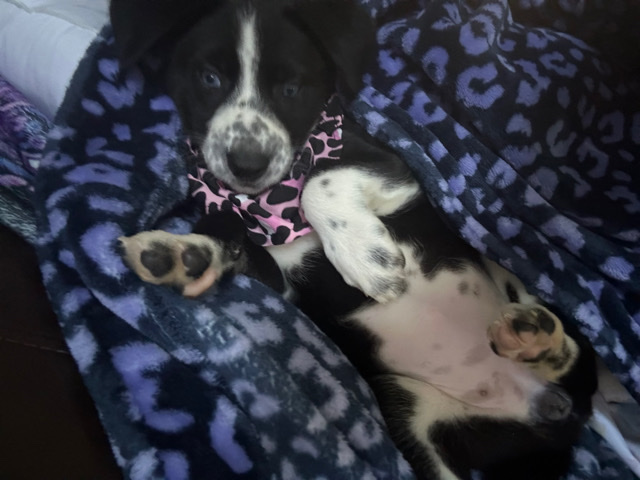 husky/Dalmatian mix