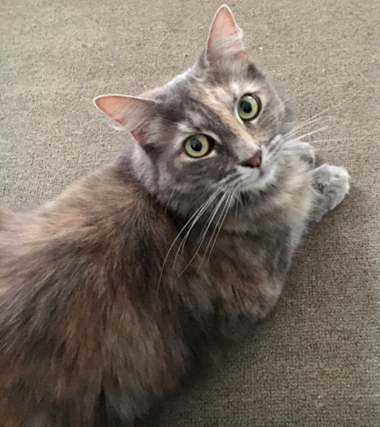 Maine Coon – GIVE AWAY MainC**n/mixed breed female cat