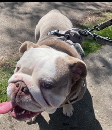 Bulldog – poppy – Brighton