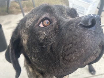 Cane Corso - my name is deniro   available for adoption in Rolesville