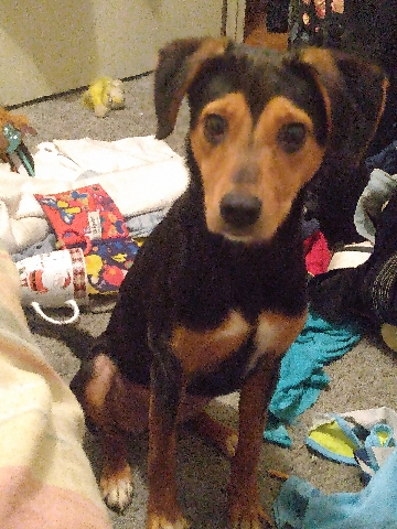 Beagle – rehoming puppy