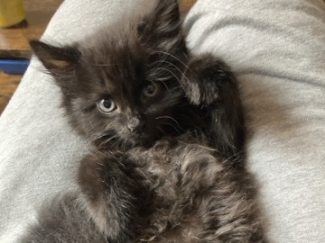 mixed breed/ Turkish angora