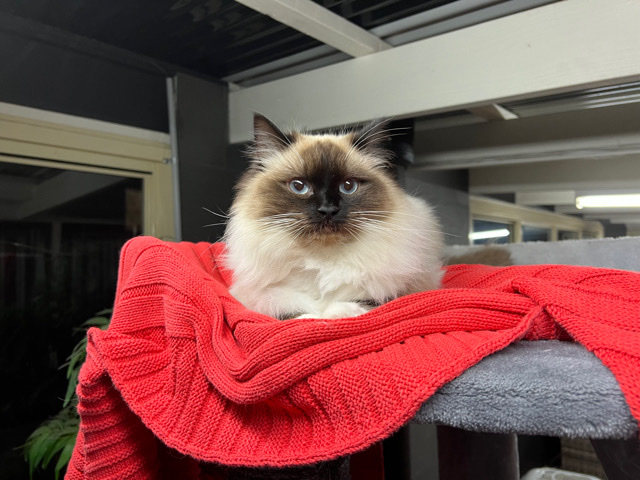 Ragdoll – ragdoll and friend for sale