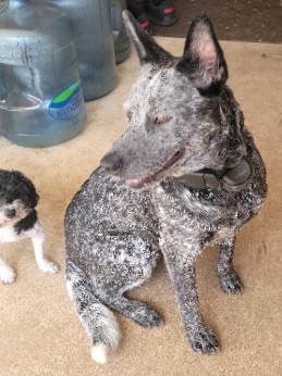 Lancashire Heeler – 15 month old female Blue Heeler
