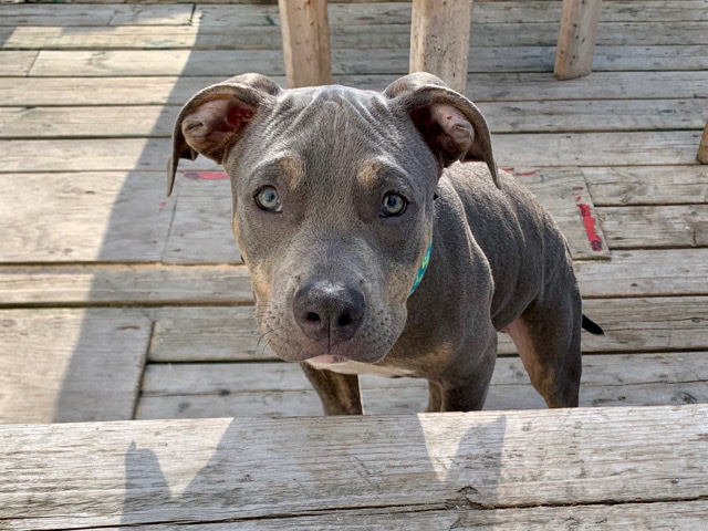 American Pit Bull Terrier – UKC registered XL American Bully