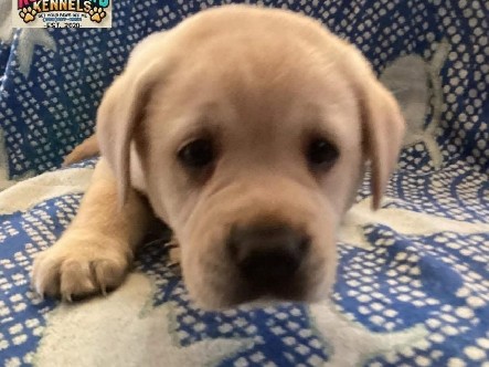 Labrador Retriever – yellow akc lab – Charlotte