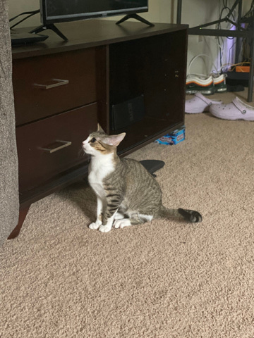 American Shorthair – Cats For sale