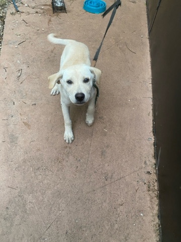 5 months Lab and Husky