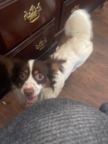 Chihuahua – dog for sell