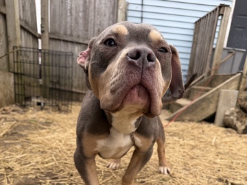 American Bulldog – chocolate Tri-color Female American Bully – Columbus