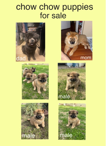 Chow chow puppies 