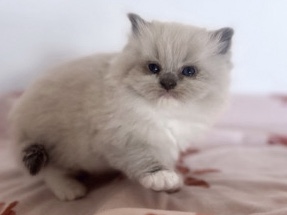 Sky needs a forever home!