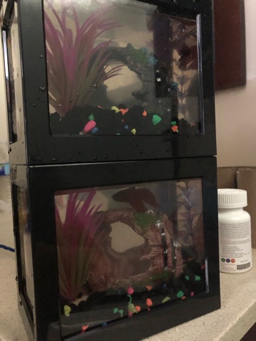 Betta – male beta fish