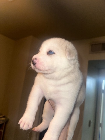 German Shepherd – German shepherd puppies