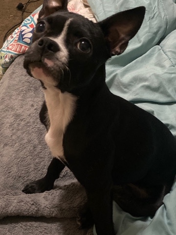 Boston Terrier – Mel