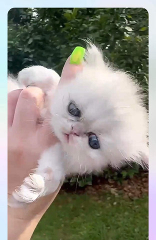 Persian (Modern) – available registered persian kittens now