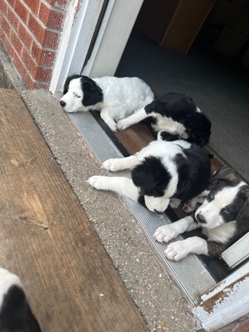 Border Collie – 8 week old puppies(Husky,German Shepherd,Border Co