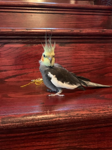 Cockatoo – A cute bird for sell.