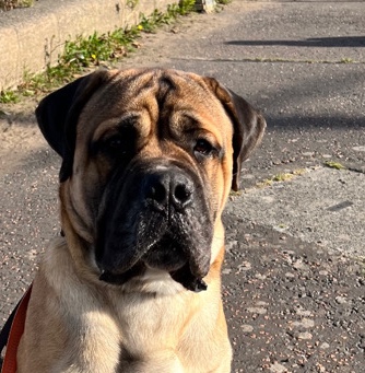 Bullmastiff – 15 month old male Bullmastiff