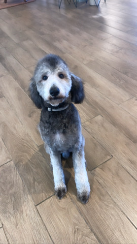 Poodle – cute poodel