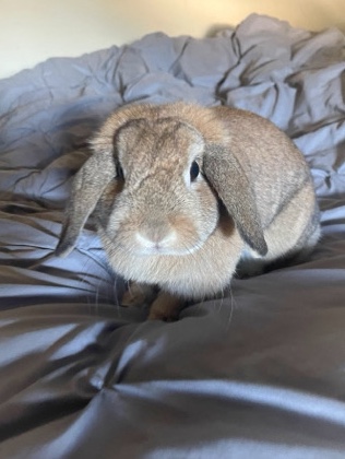 Mini Rex – Bunny in need of home