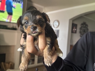 Yorkshire Terrier – T Cup yorkies for sale!! – Wolfforth