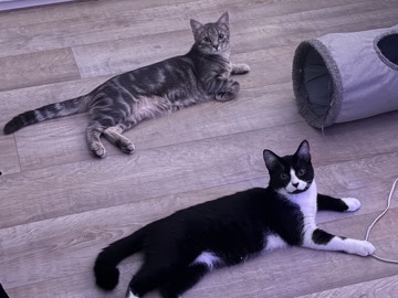 All - Zwei zuckersüße Jungkatzen  available for adoption in Schwäbisch Gmünd